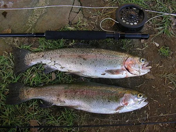 User submitted picture: the greath fishing