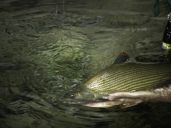 User submitted picture: A nice Grayling from the ...