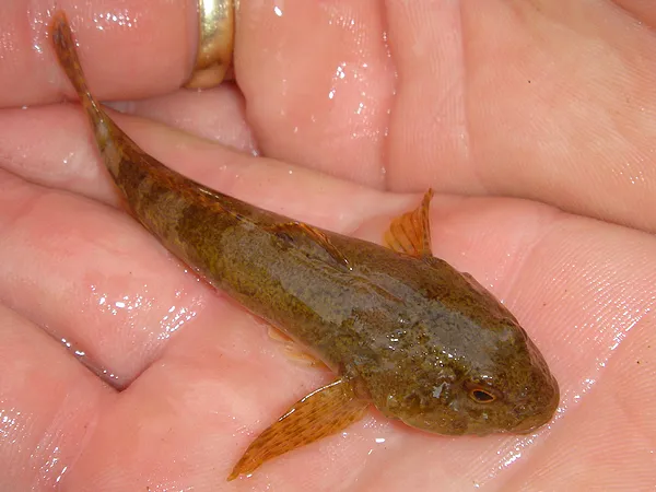 User submitted picture: The Bullhead (Cottus gobi...