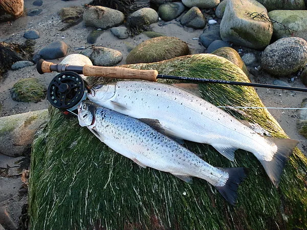 User submitted picture: Early april seatrout take...