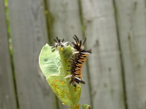 User submitted picture: same pillrz but, better s...