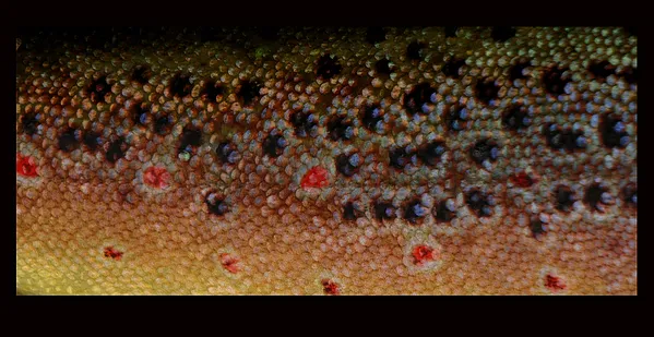 User submitted picture: suit...