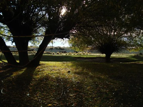 User submitted picture: Shady trees and cattle al...