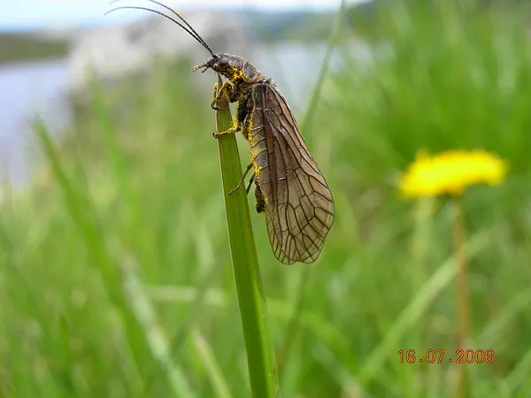 User submitted picture: when the fish rests