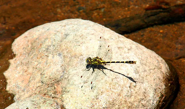 User submitted picture: Libelula,  Matapiojos..