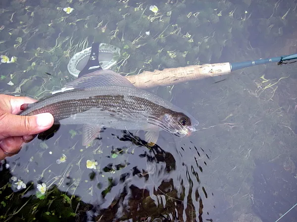 User submitted picture: Grayling C&R