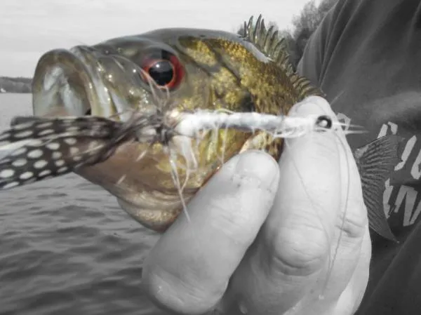 User submitted picture: rockbass on a crawfish fl...