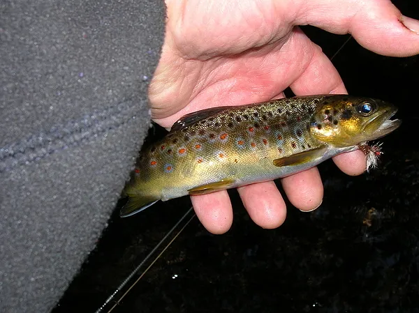 User submitted picture: A Small Stream Wild Brown...