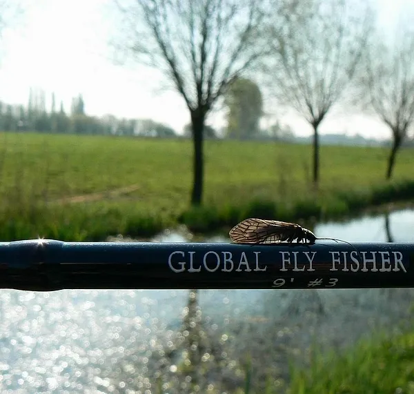 User submitted picture: Sedge