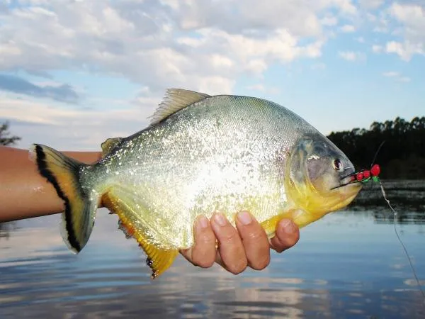 User submitted picture:  Lets go Piranha or  Serr...