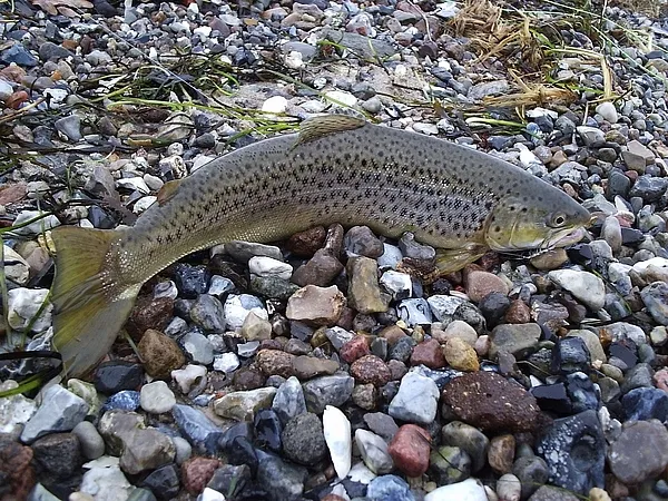 User submitted picture: Stoned.