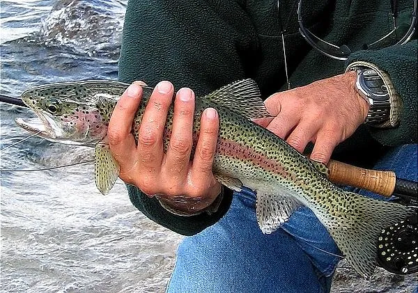 User submitted picture: Nice, colored rainbow tro...