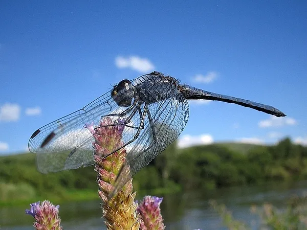 User submitted picture: A Dragon Fly on the banks...