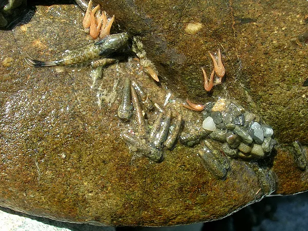 User submitted picture: Trout food. Mayfly, Stick...