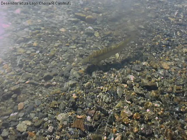 User submitted picture: Brown trout fished with a...