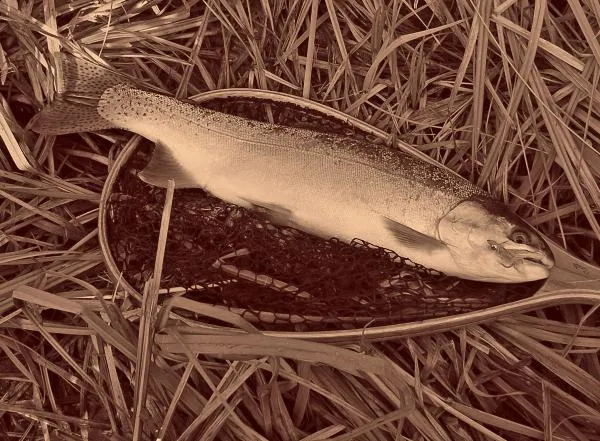 User submitted picture: Too big for the net!  Nor...