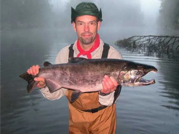 User submitted picture: Silver Salmon Buck 12 pou...