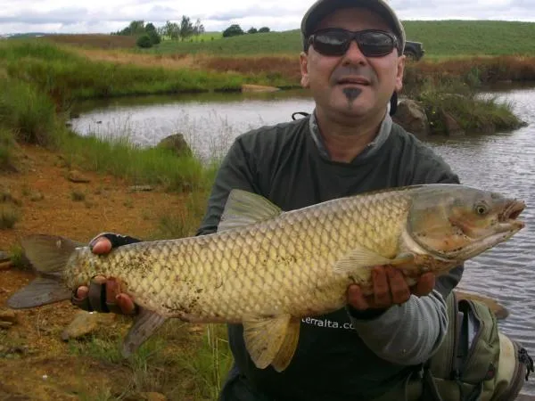 User submitted picture: A 5kg carp, landed with a...